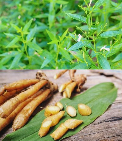 ฟ้าทะลายโจร และ กระชายขาว