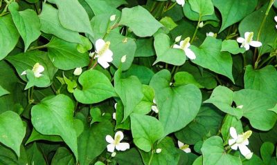 1 ใน 3 สมุนไพรที่ลาวใช้รักษาโควิด-19 พลูคาว (ผักคาวตอง)